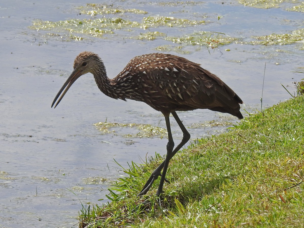 Limpkin - Lucy Jacobson