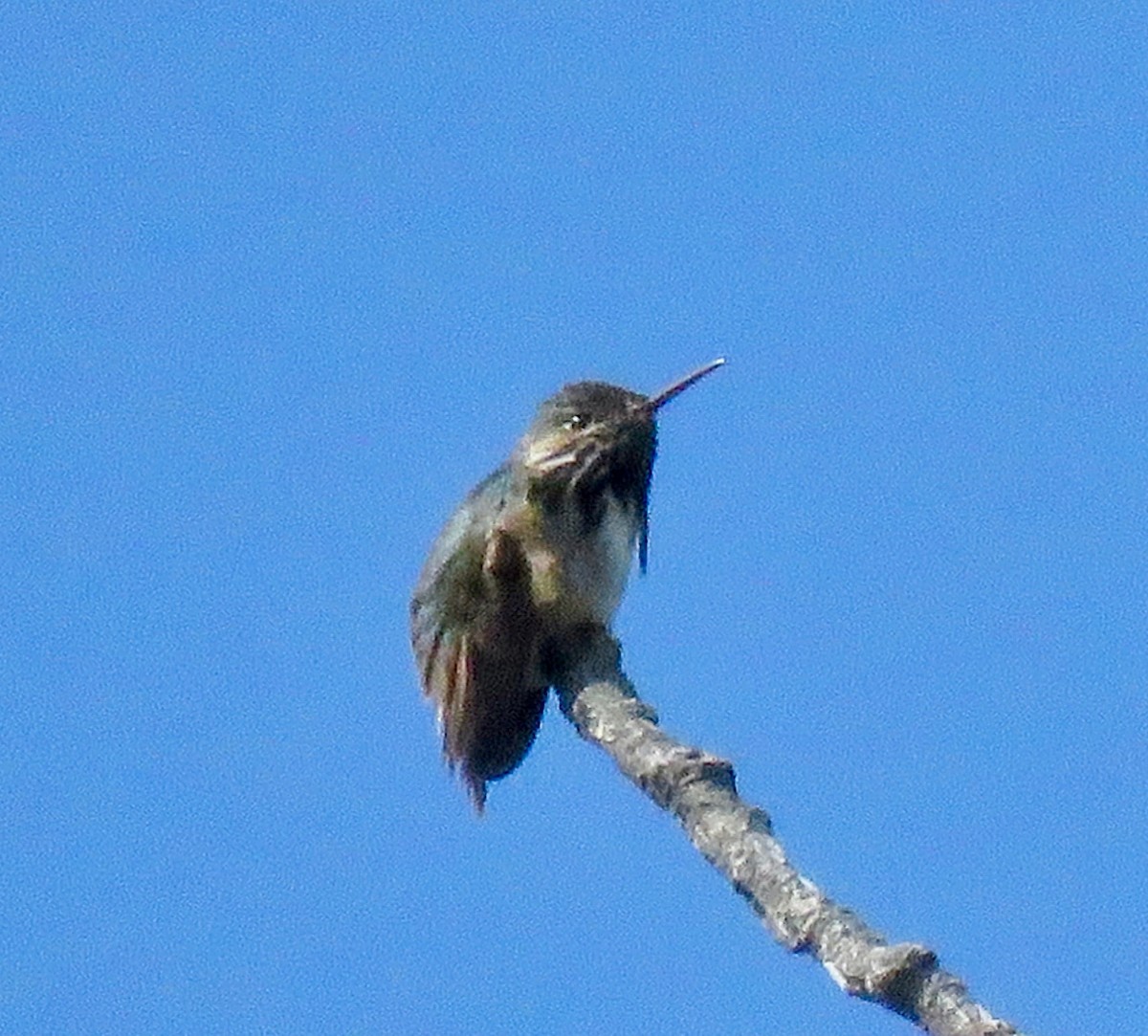 Calliope Hummingbird - ML165188281