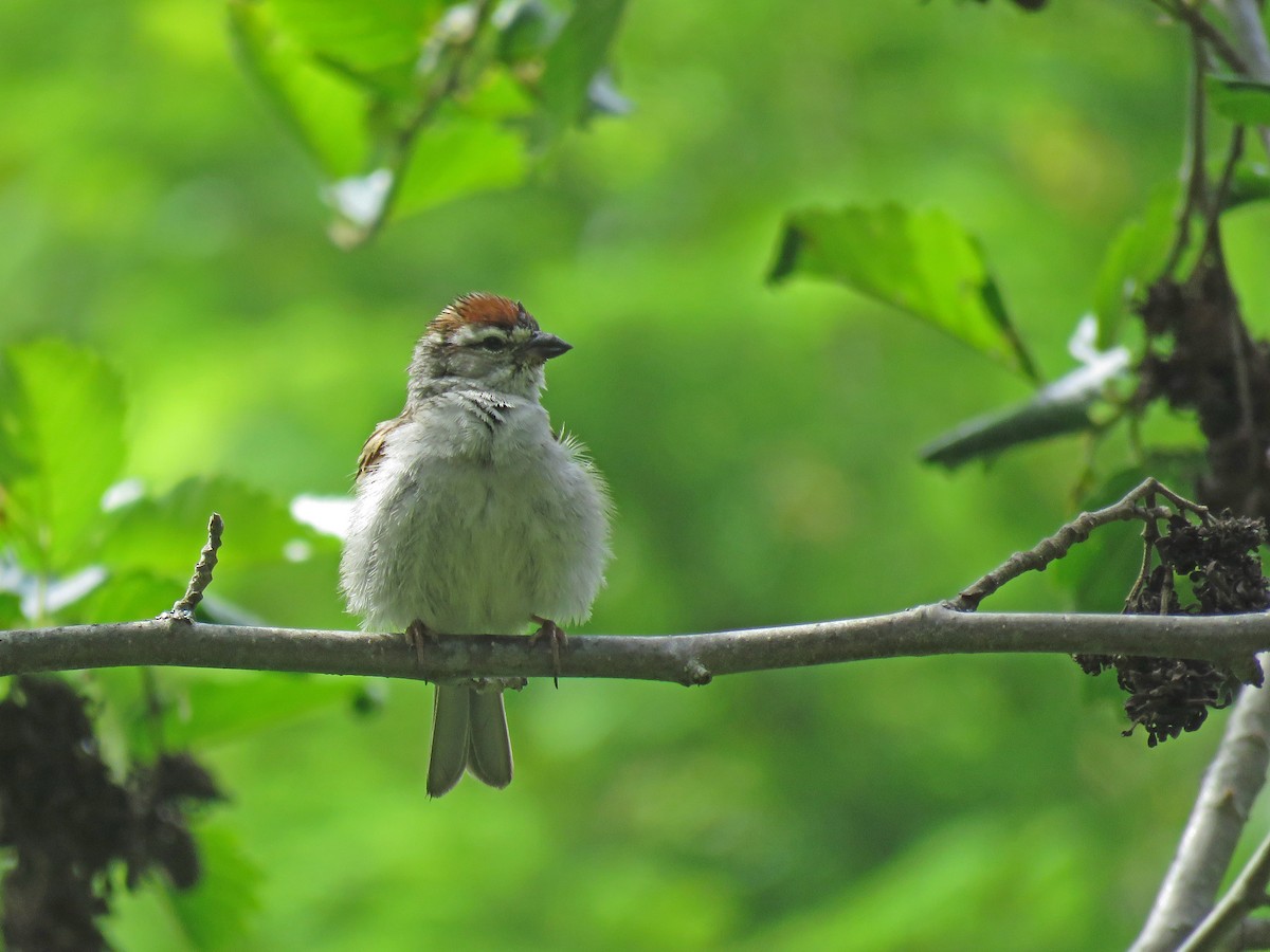 Chipping Sparrow - ML165189931