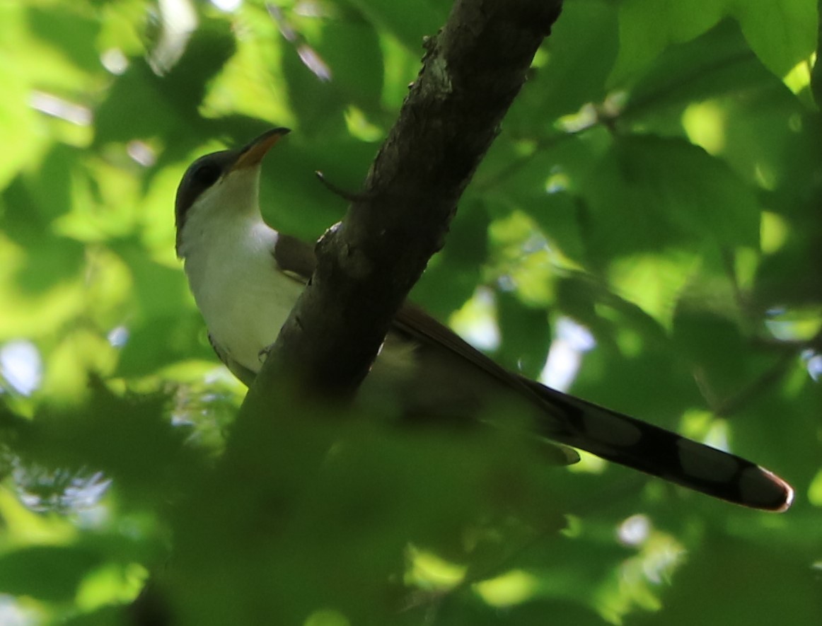 Yellow-billed Cuckoo - Forest Ridge