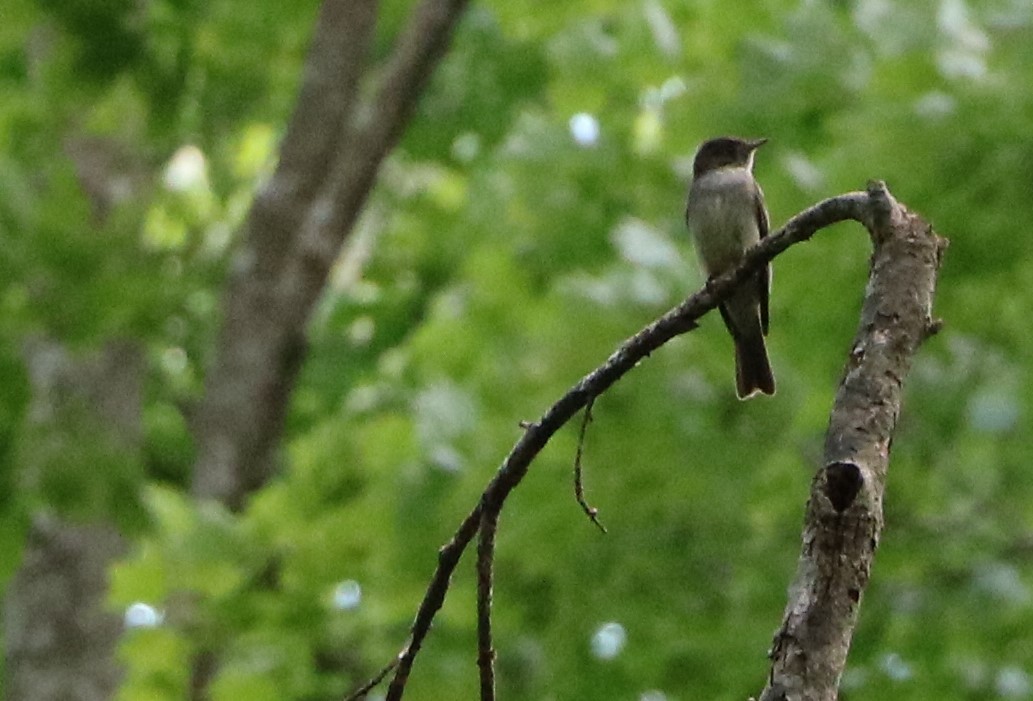 Eastern Wood-Pewee - ML165192121