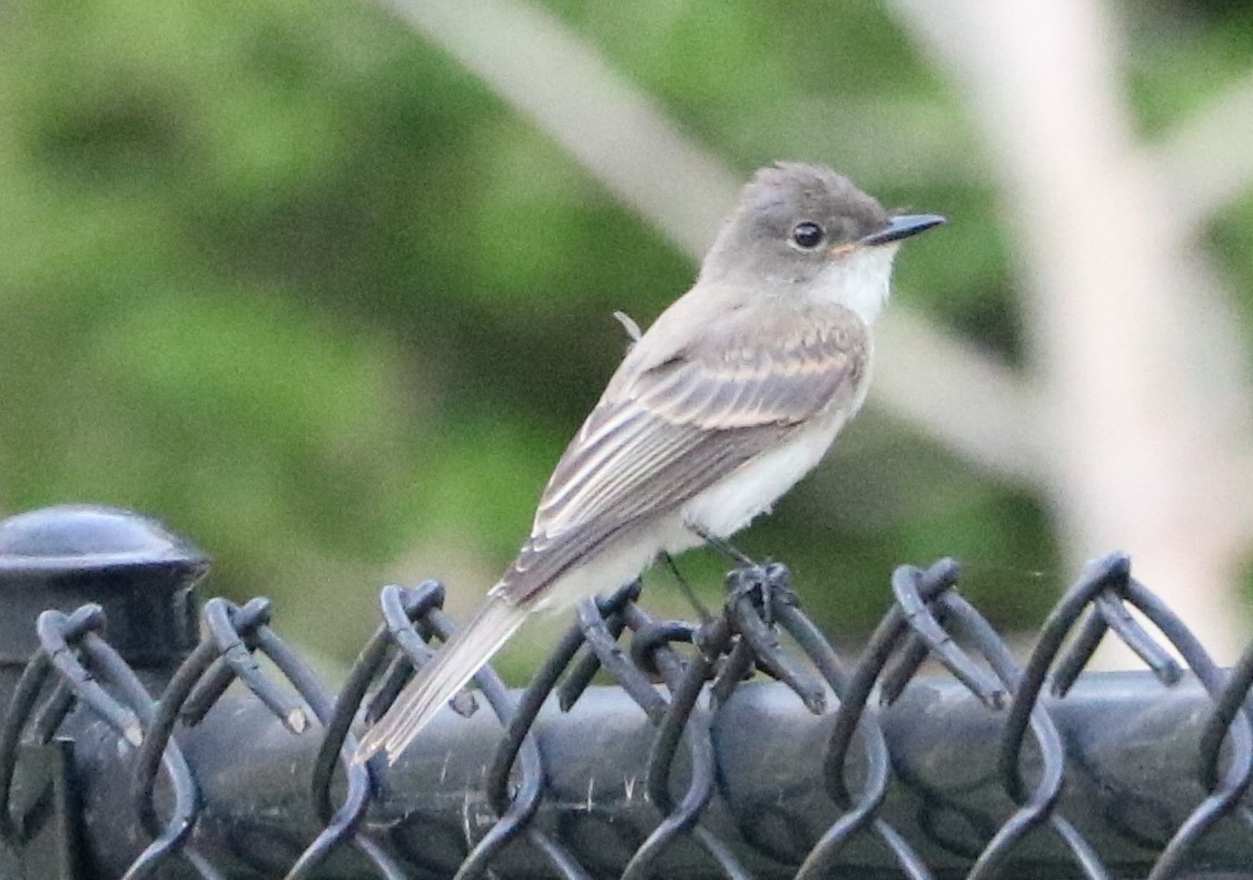 Eastern Phoebe - Forest Ridge