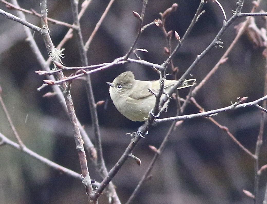 Yellow-browed Tit - ML165194351