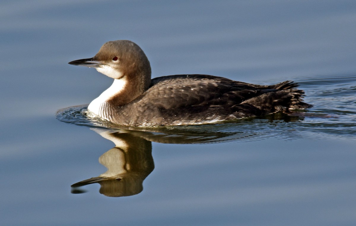 Pacific Loon - Josh Cantor