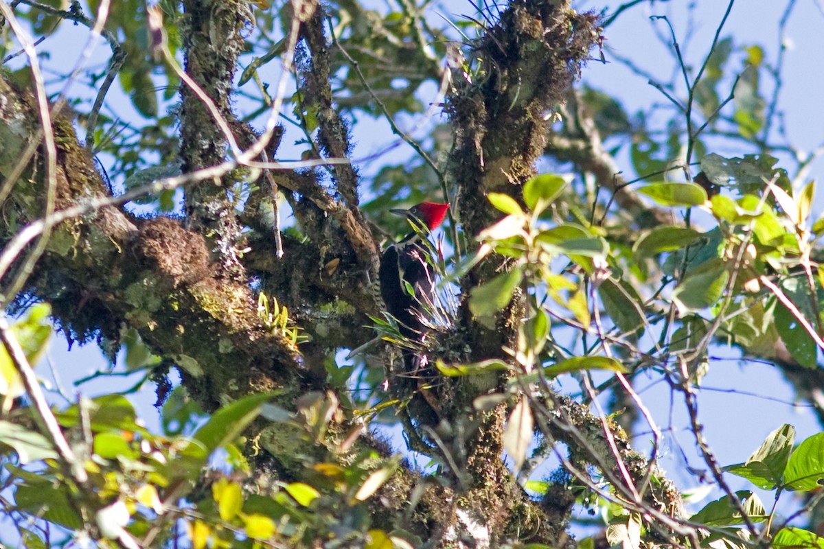 Lineated Woodpecker - ML165194571