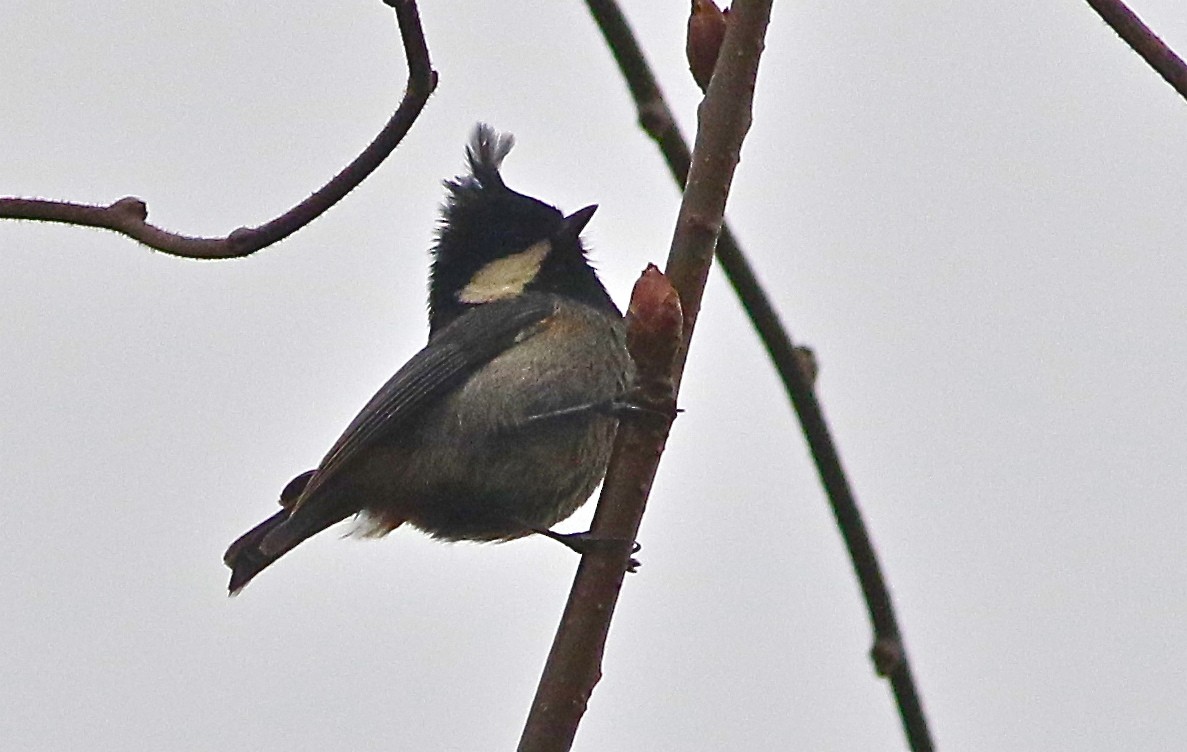 Rufous-vented Tit - ML165194861