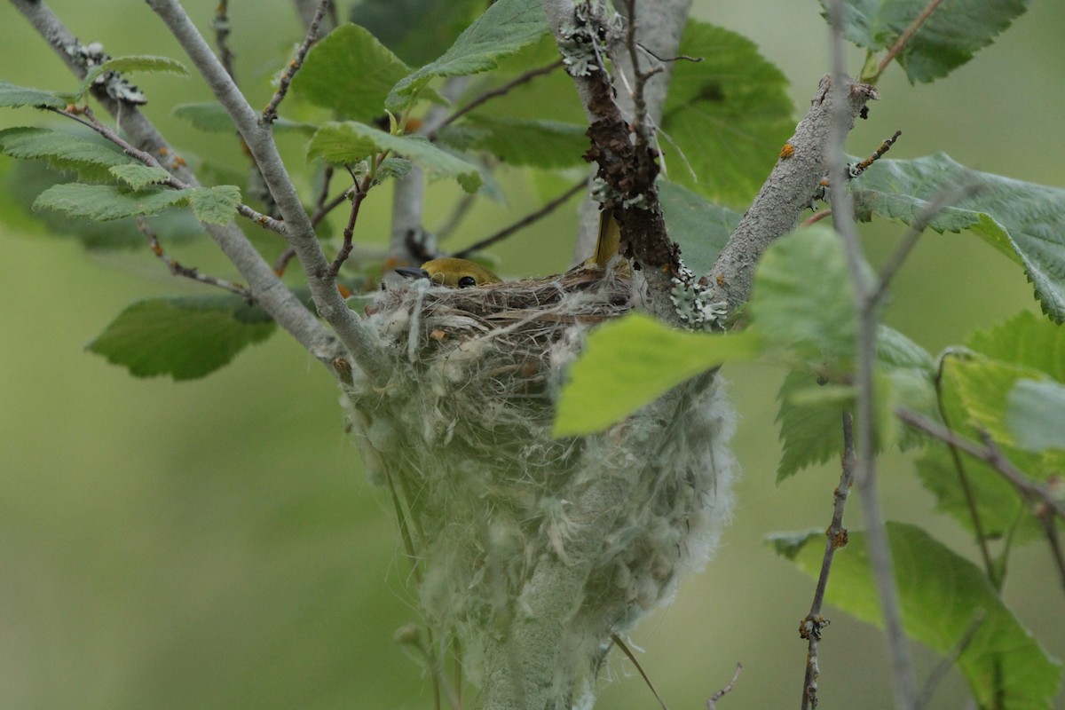 Yellow Warbler - ML165195181