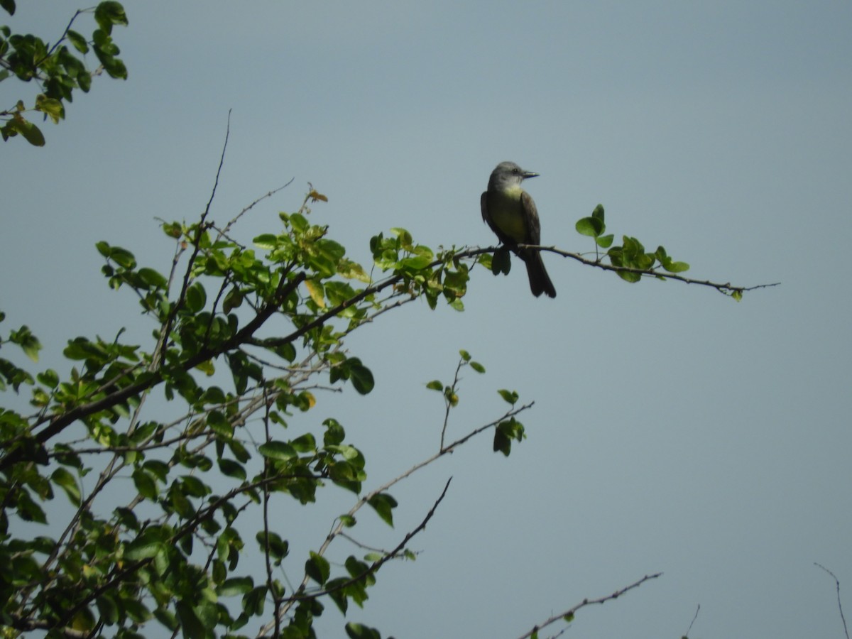 Tropical Kingbird - ML165195911