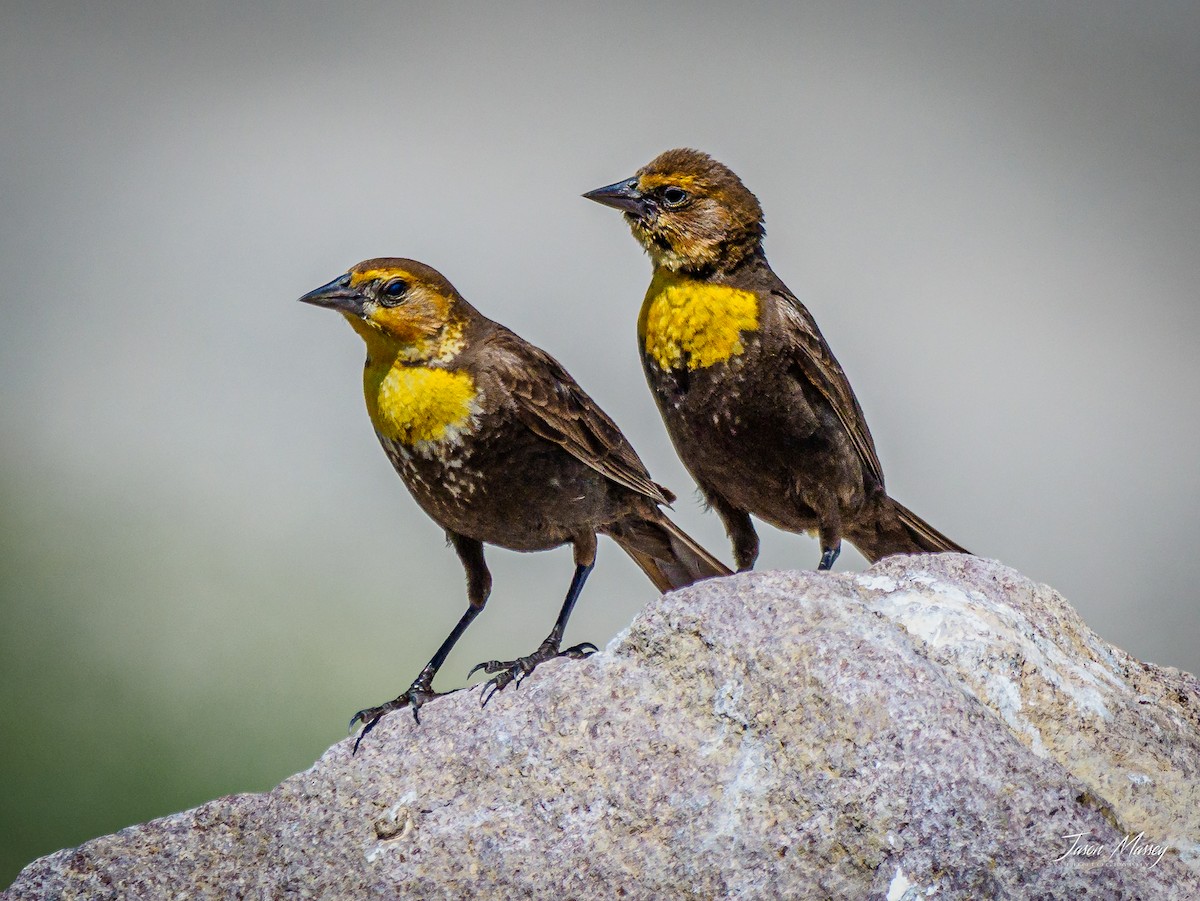 Yellow-headed Blackbird - Jason Massey