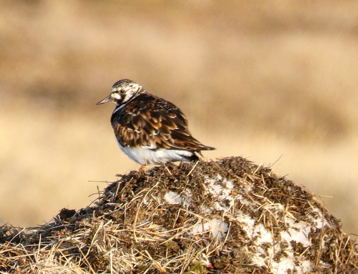 Ruddy Turnstone - Susan Mac