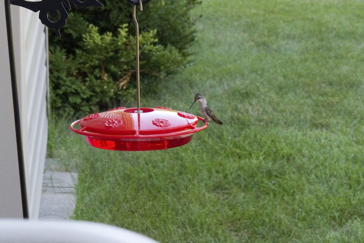 Ruby-throated Hummingbird - ML165199081