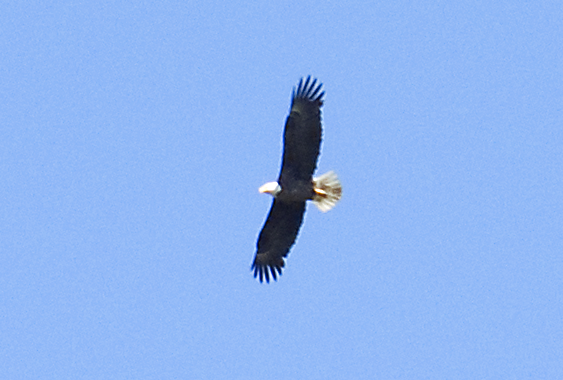 Bald Eagle - ML165201391