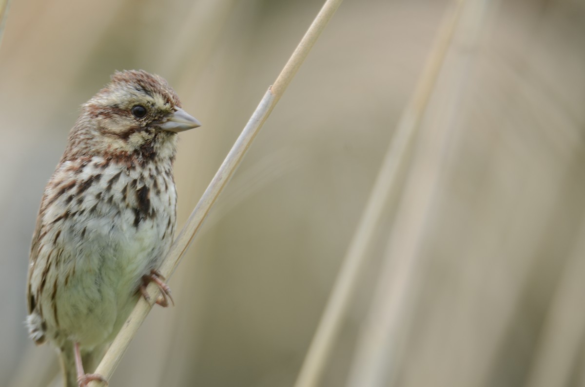 Song Sparrow - Richard Garrigus