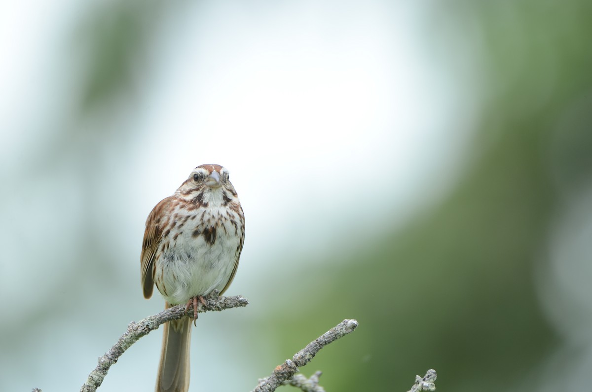 Song Sparrow - Richard Garrigus