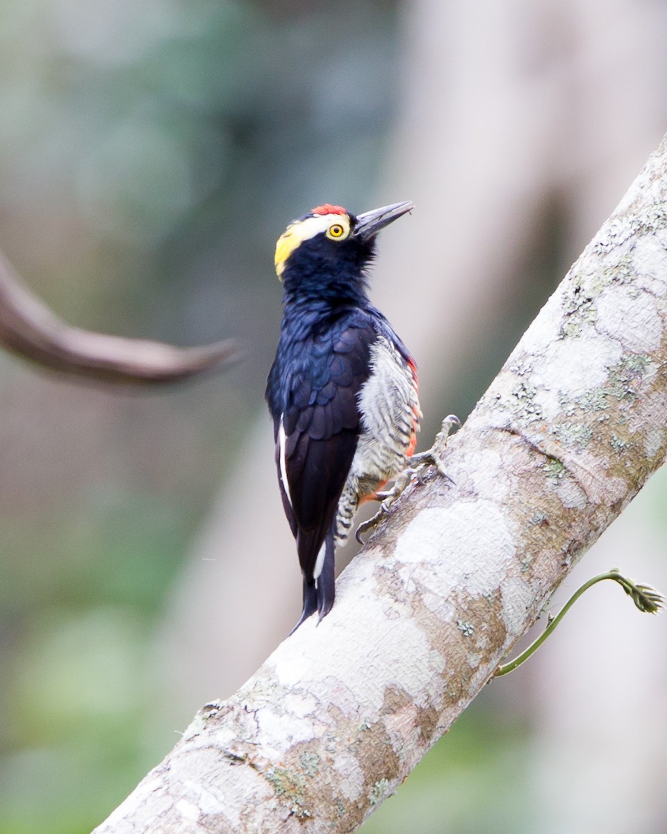 Yellow-tufted Woodpecker - ML165206501