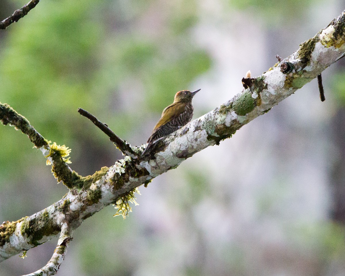 Red-stained Woodpecker - ML165206571