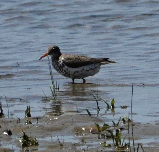 Spotted Sandpiper - ML165206591