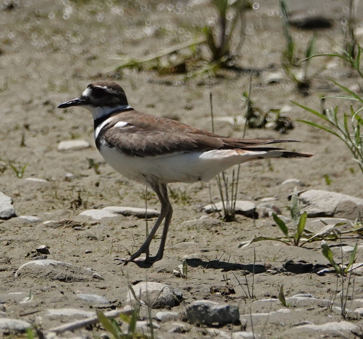 Killdeer - ML165206721