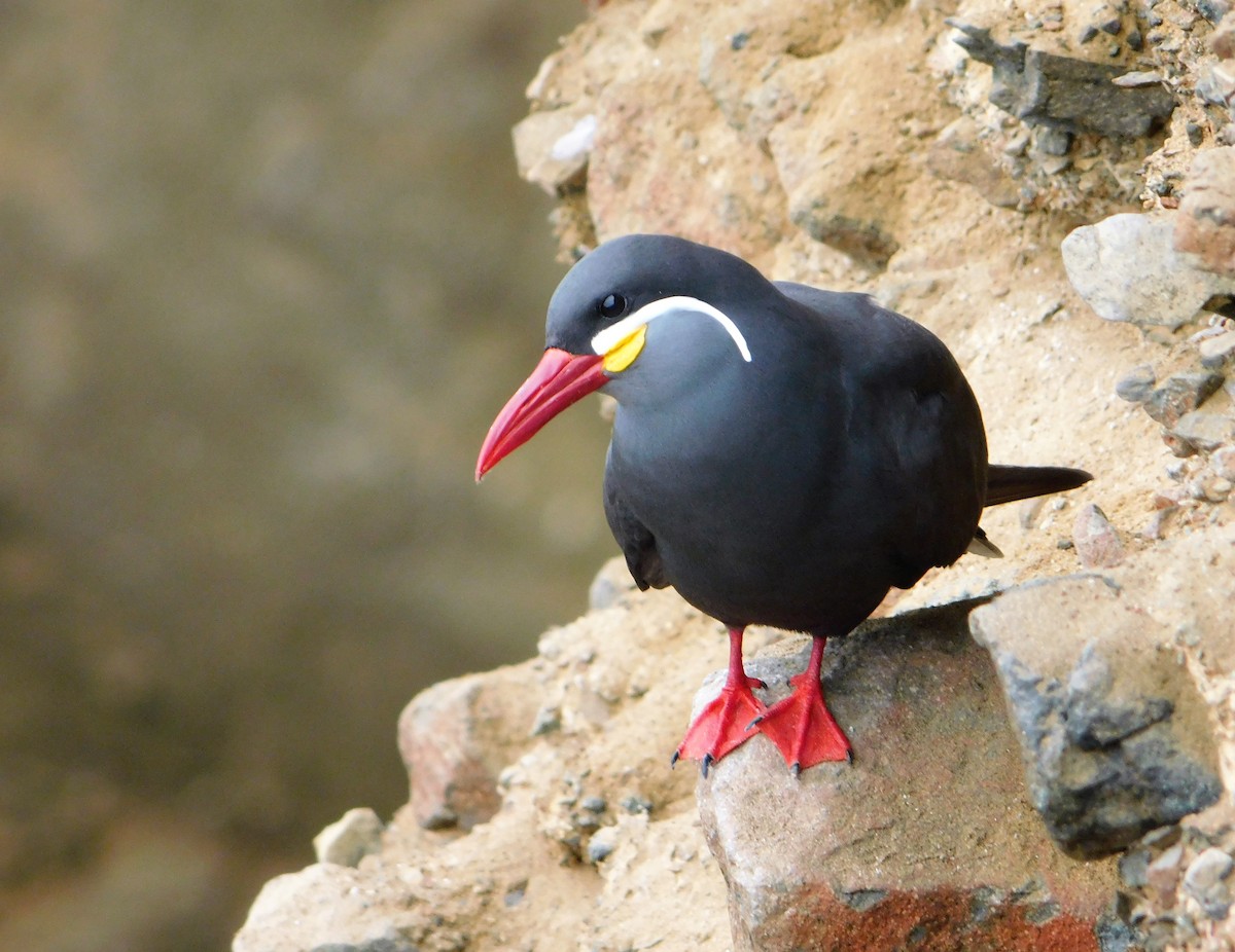 Inca Tern - ML165206821