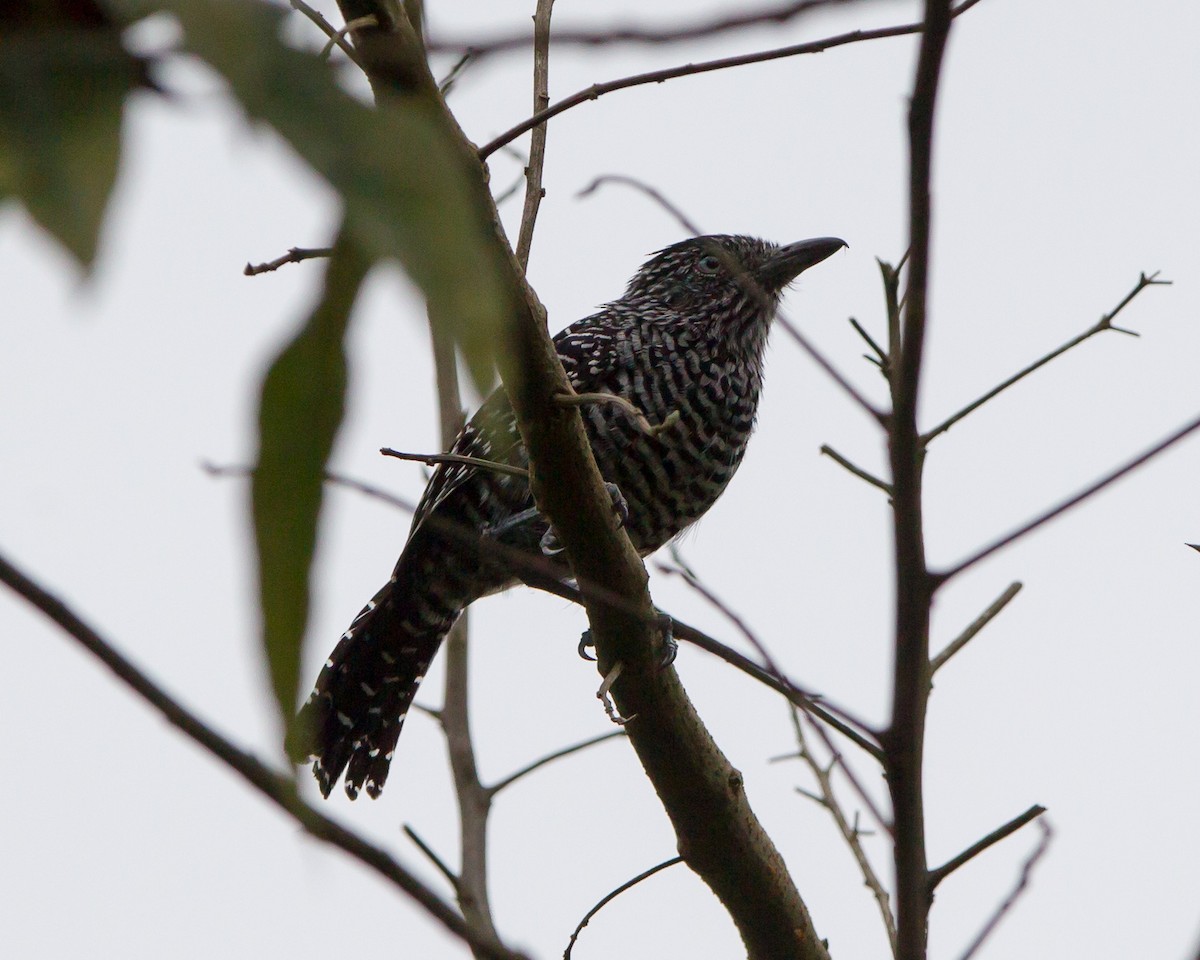 Lined Antshrike - ML165206851