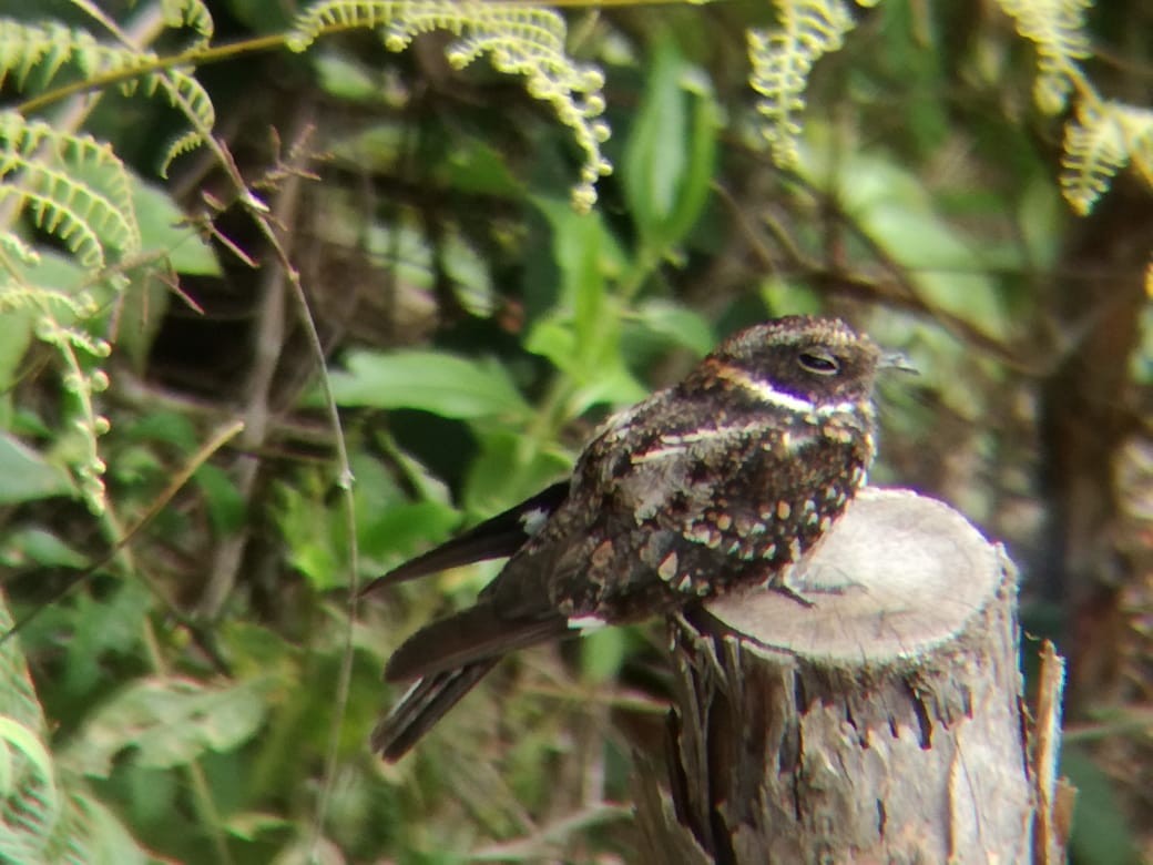 Band-winged Nightjar - ML165206921
