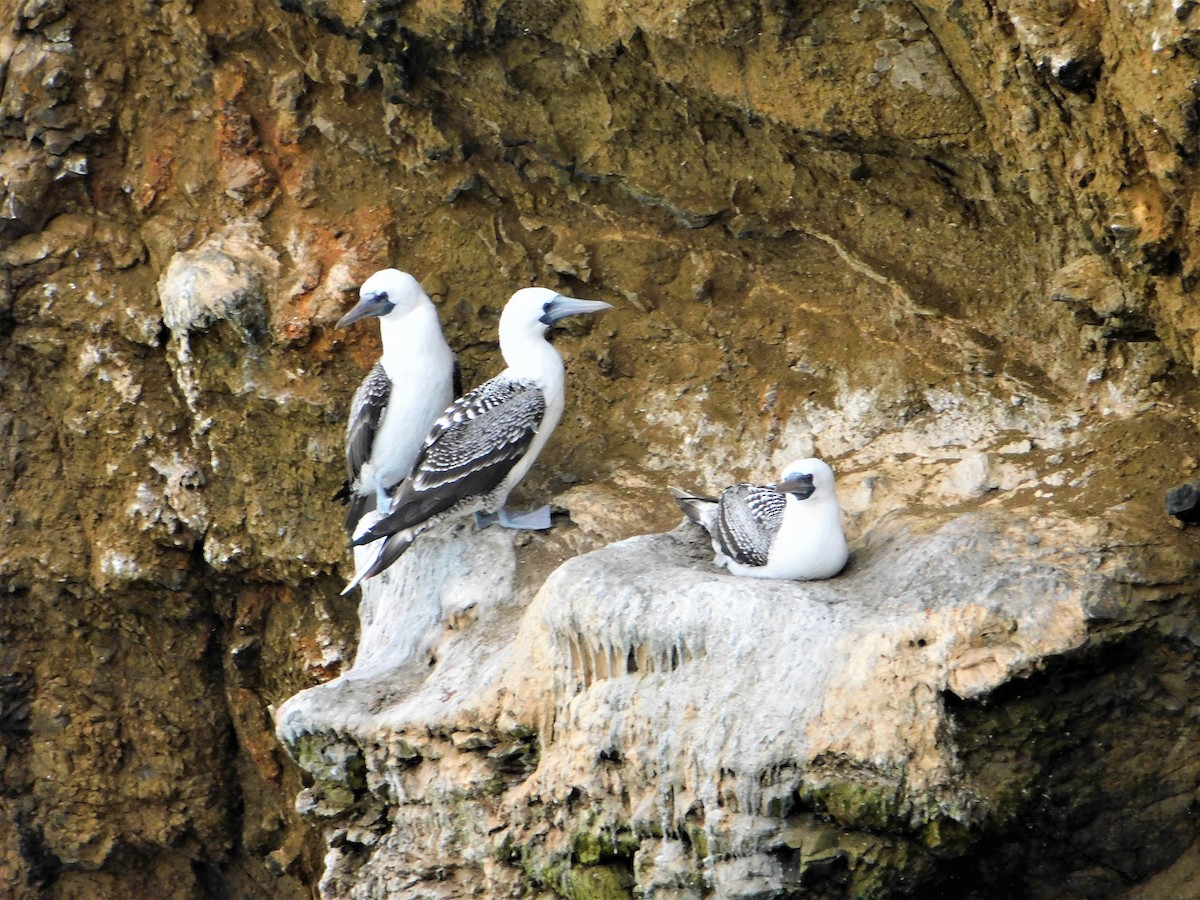 Peruvian Booby - Nicolás Bejarano