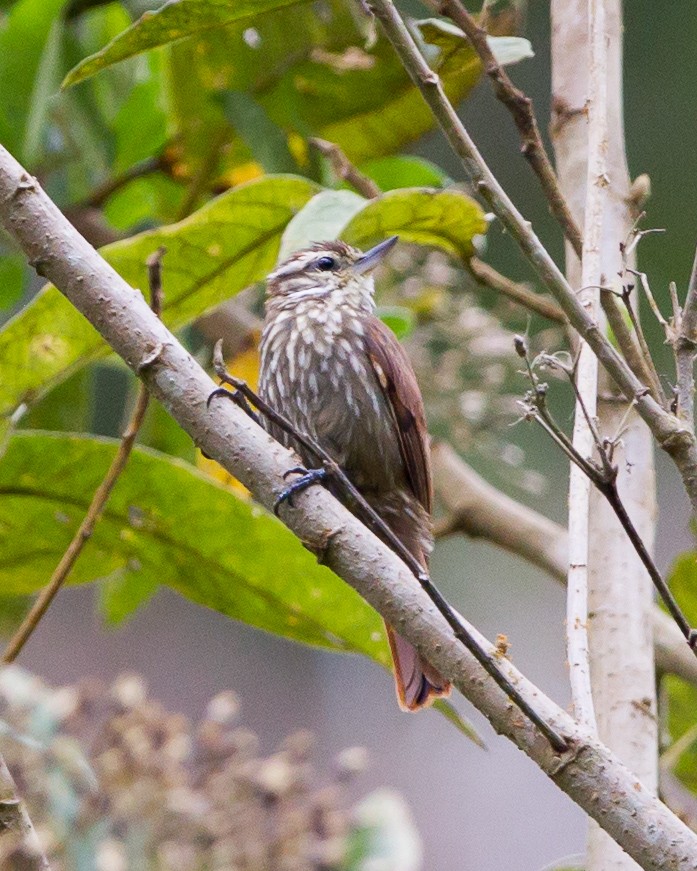 Streaked Xenops - ML165206991