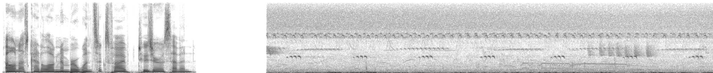 Дідрик білочеревий - ML165207