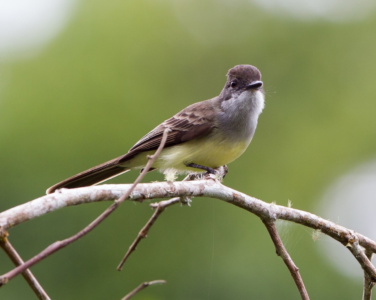 Short-crested Flycatcher - ML165207131