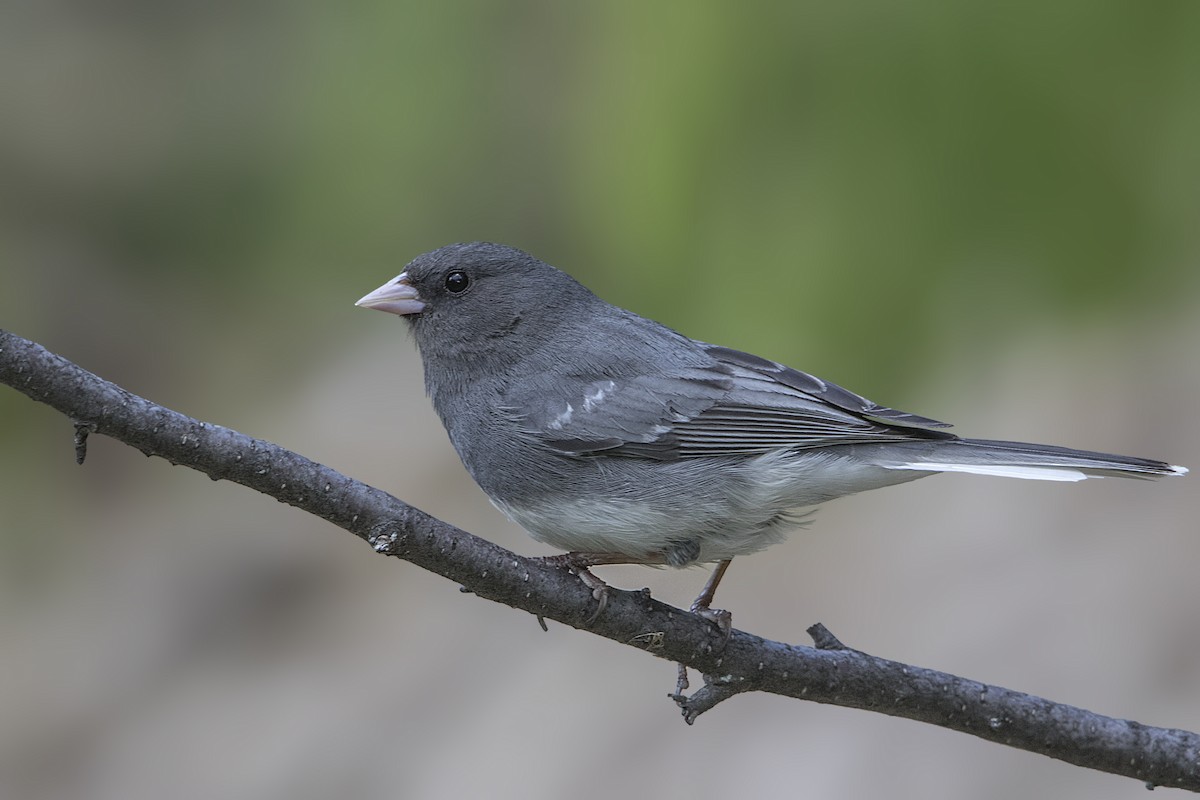 Dark-eyed Junco (White-winged) - Bradley Hacker 🦜