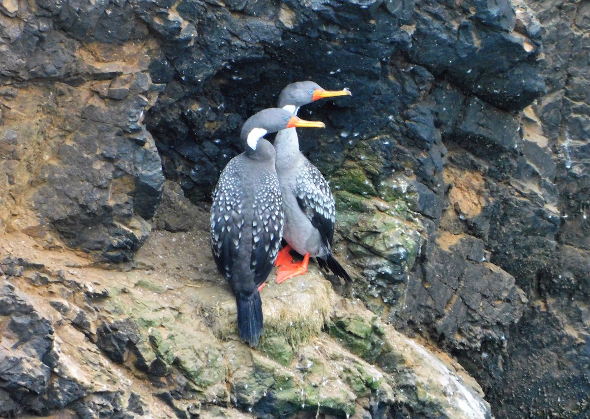 Red-legged Cormorant - Nicolás Bejarano