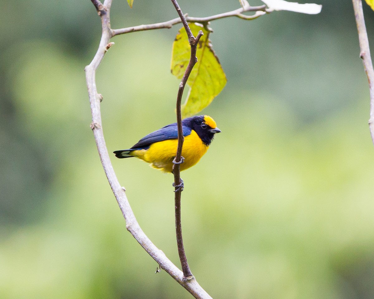 Orange-bellied Euphonia - ML165207331