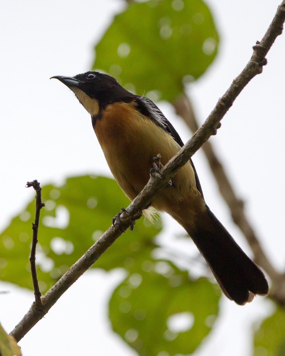 Yellow-crested Tanager - ML165207441