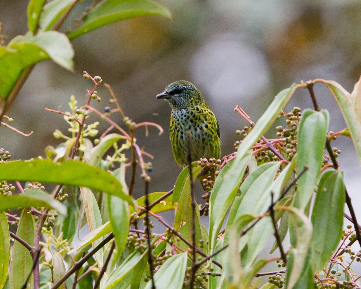 Spotted Tanager - ML165207531