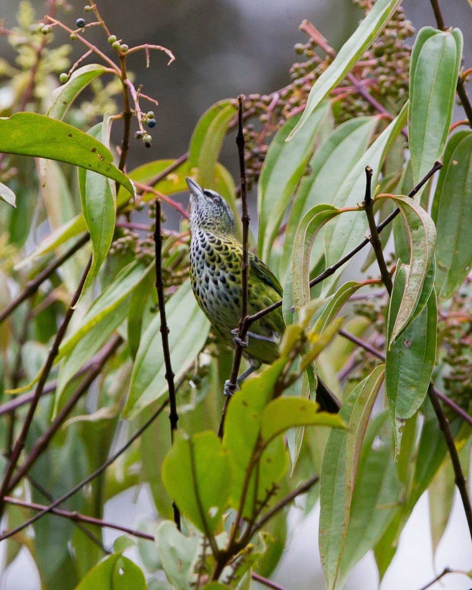 Spotted Tanager - ML165207541