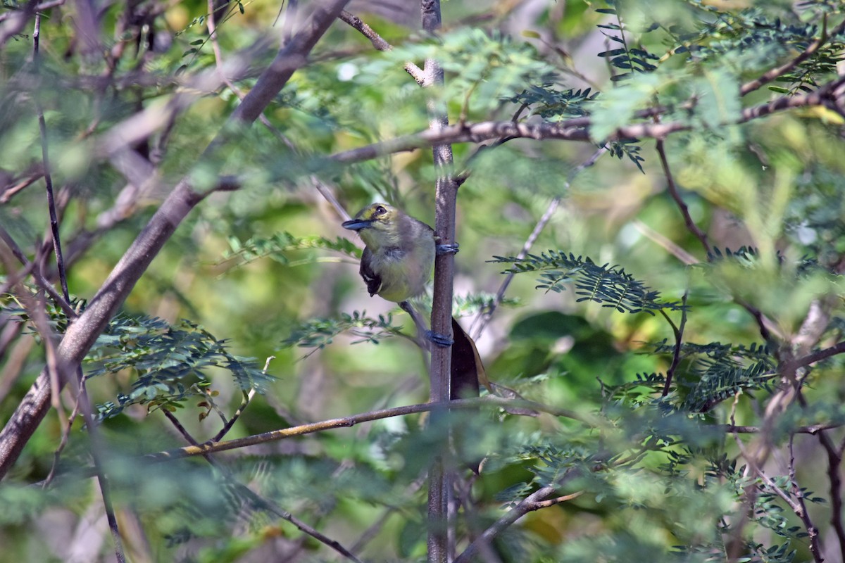 Vireo Piquigrueso - ML165207551