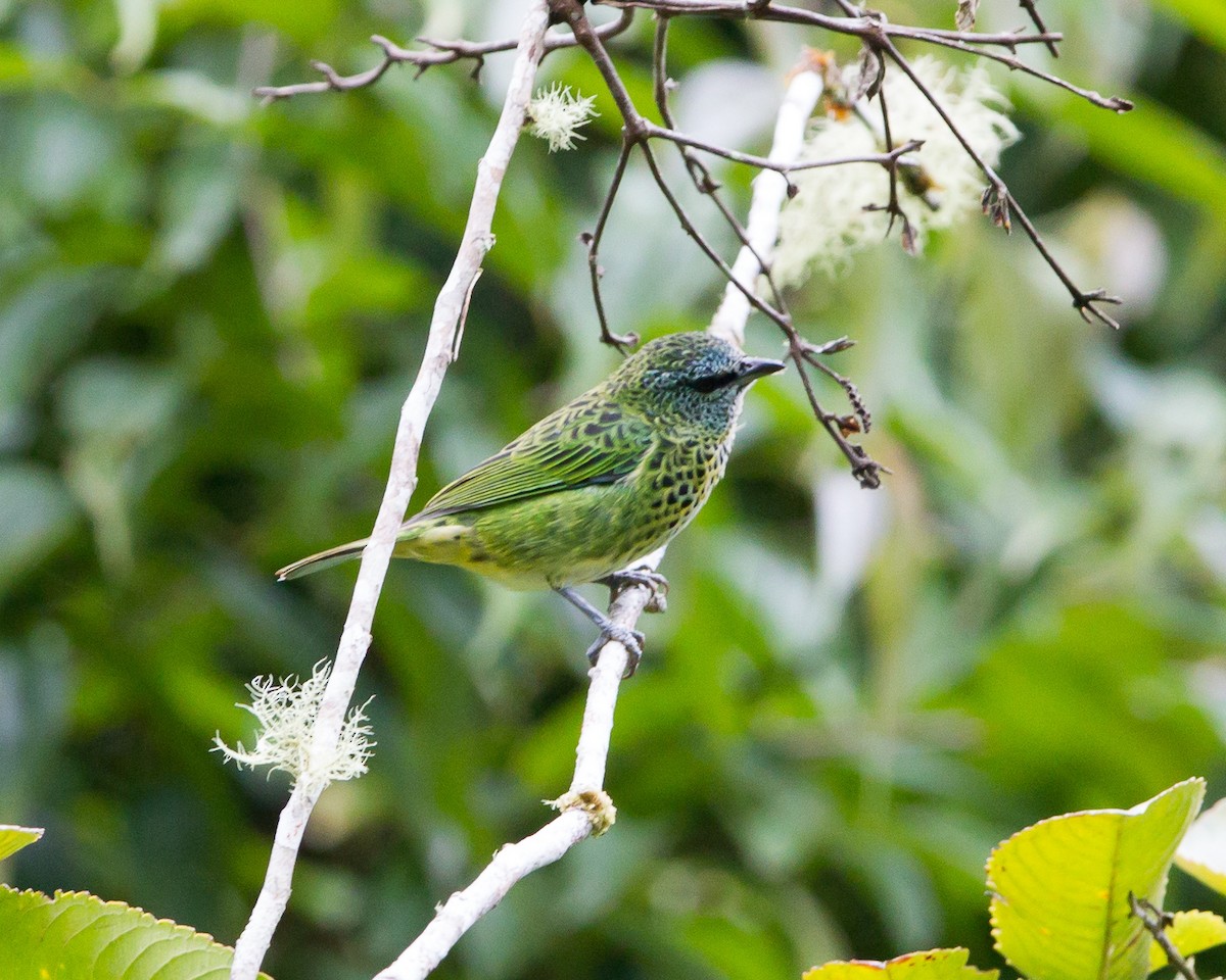 Spotted Tanager - ML165207581