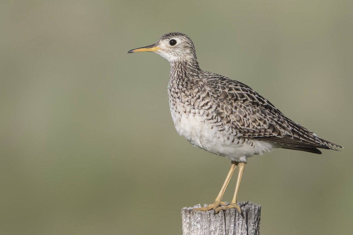 Upland Sandpiper - Bradley Hacker 🦜