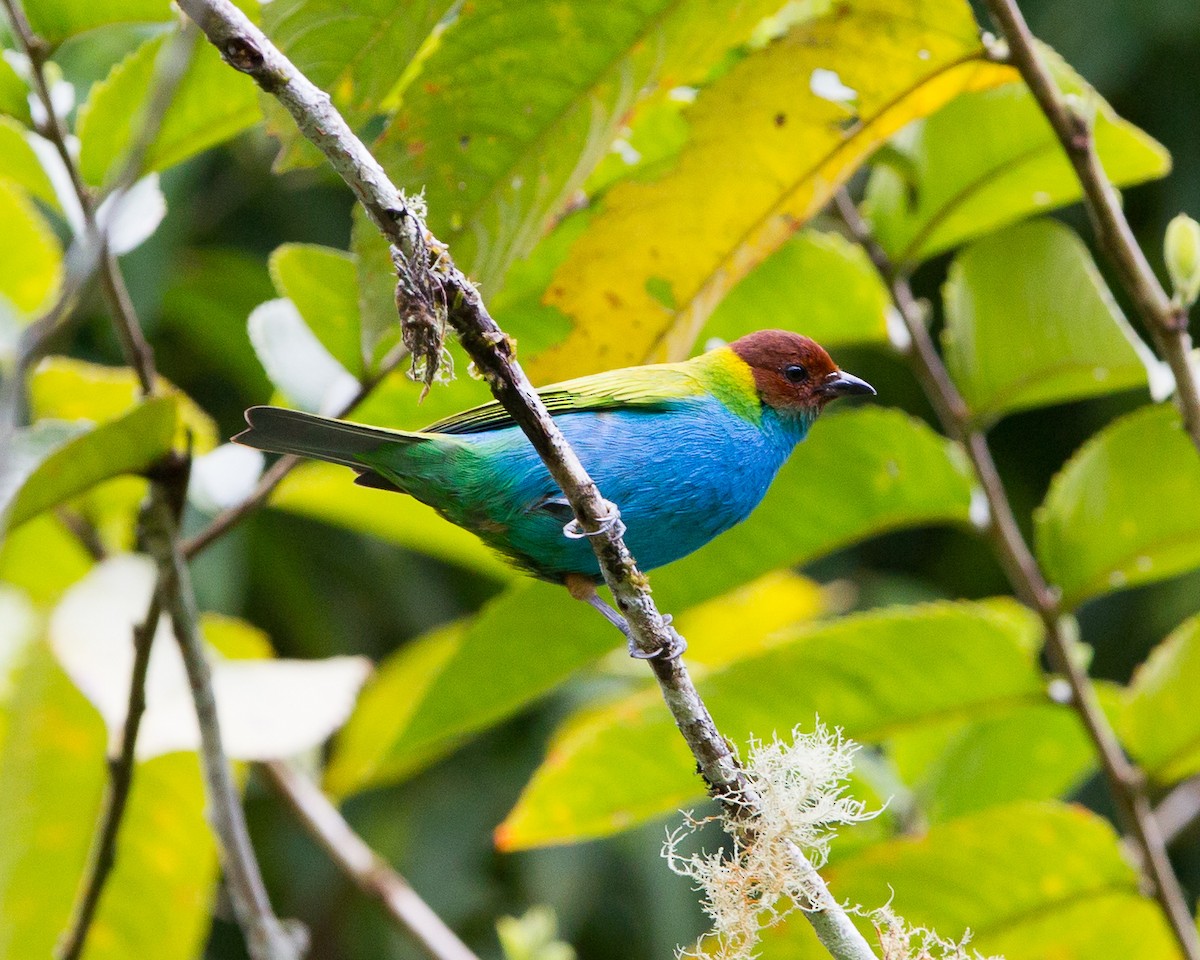 Bay-headed Tanager - ML165207621