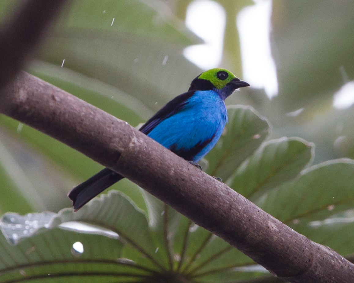 Paradise Tanager - ML165207691
