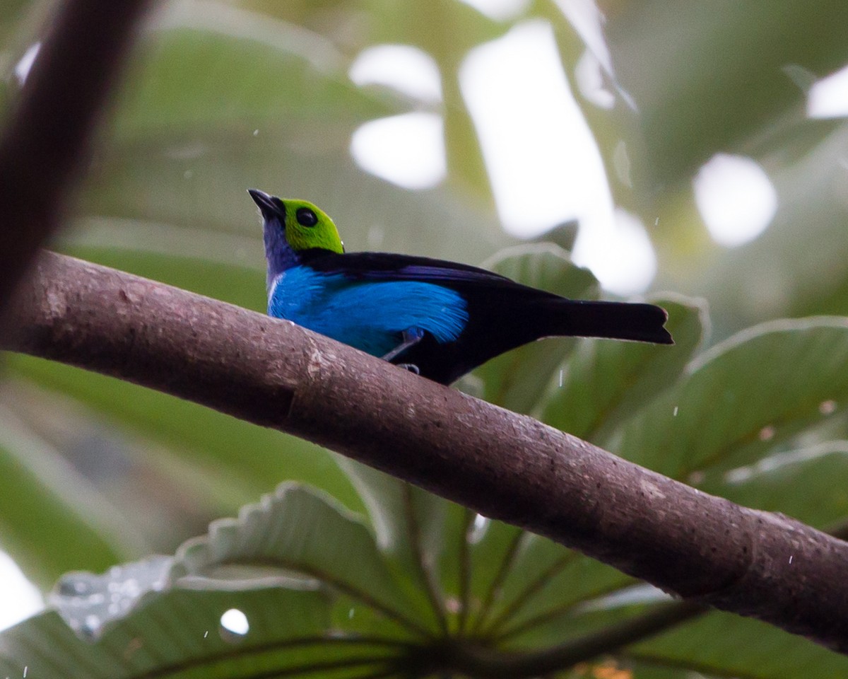 Paradise Tanager - ML165207731