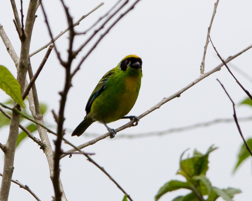 Green-and-gold Tanager - ML165207811