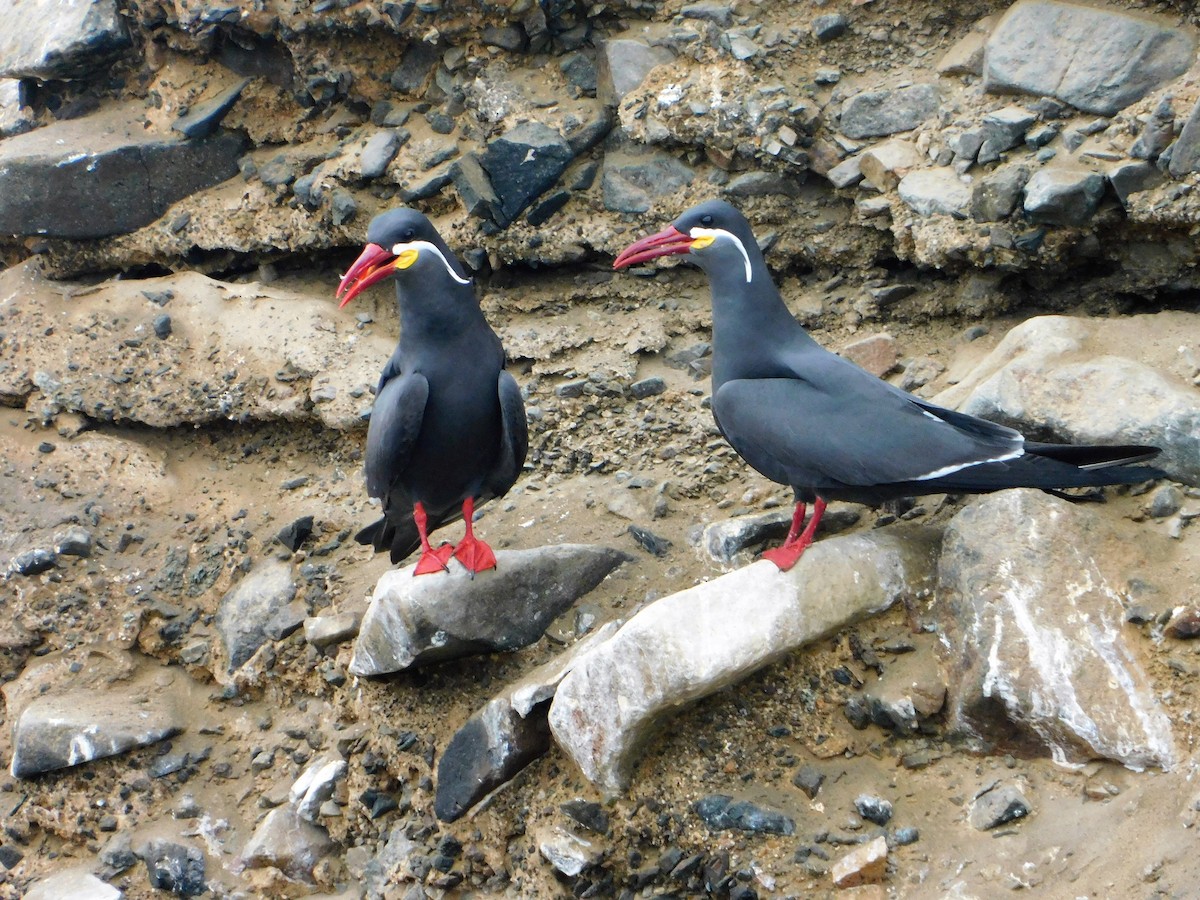 Inca Tern - ML165207831