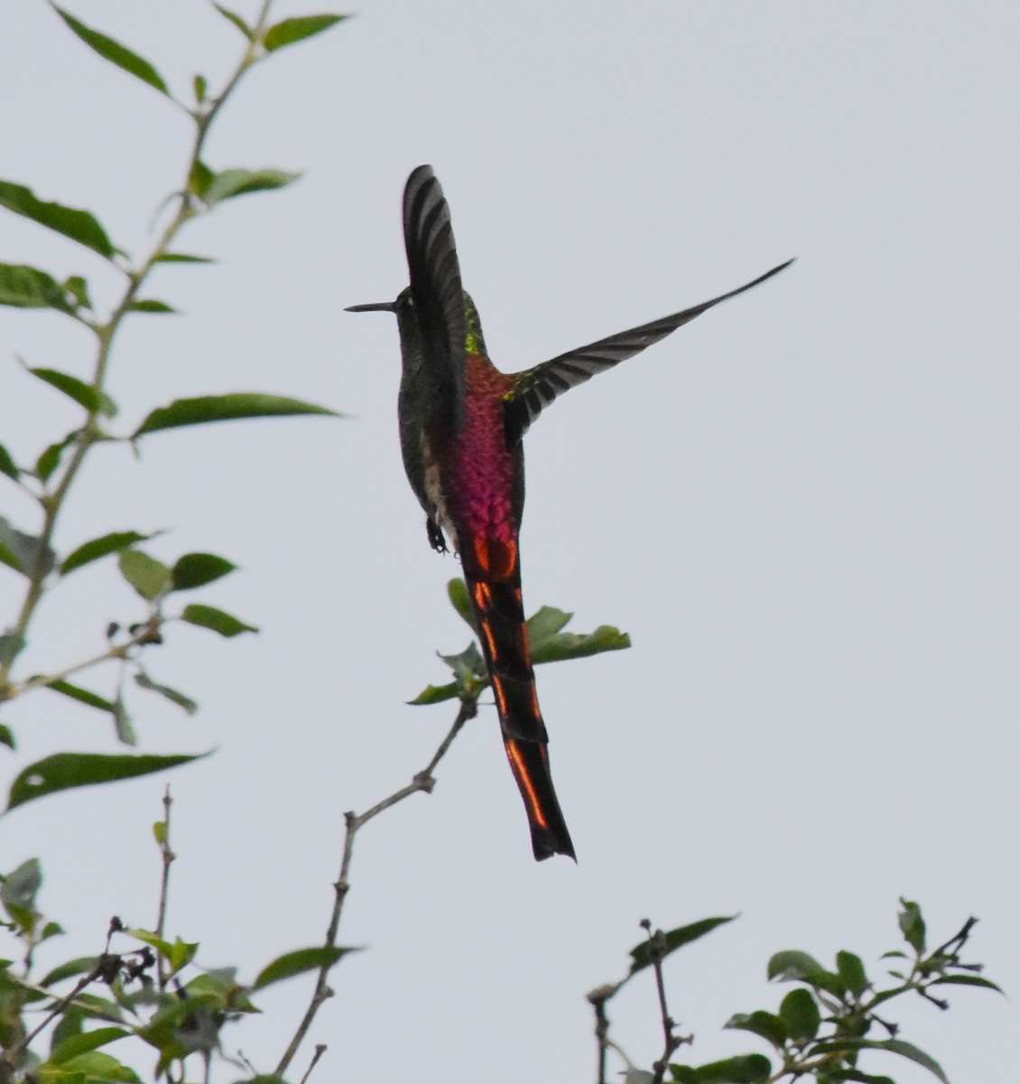 Red-tailed Comet - ML165210081