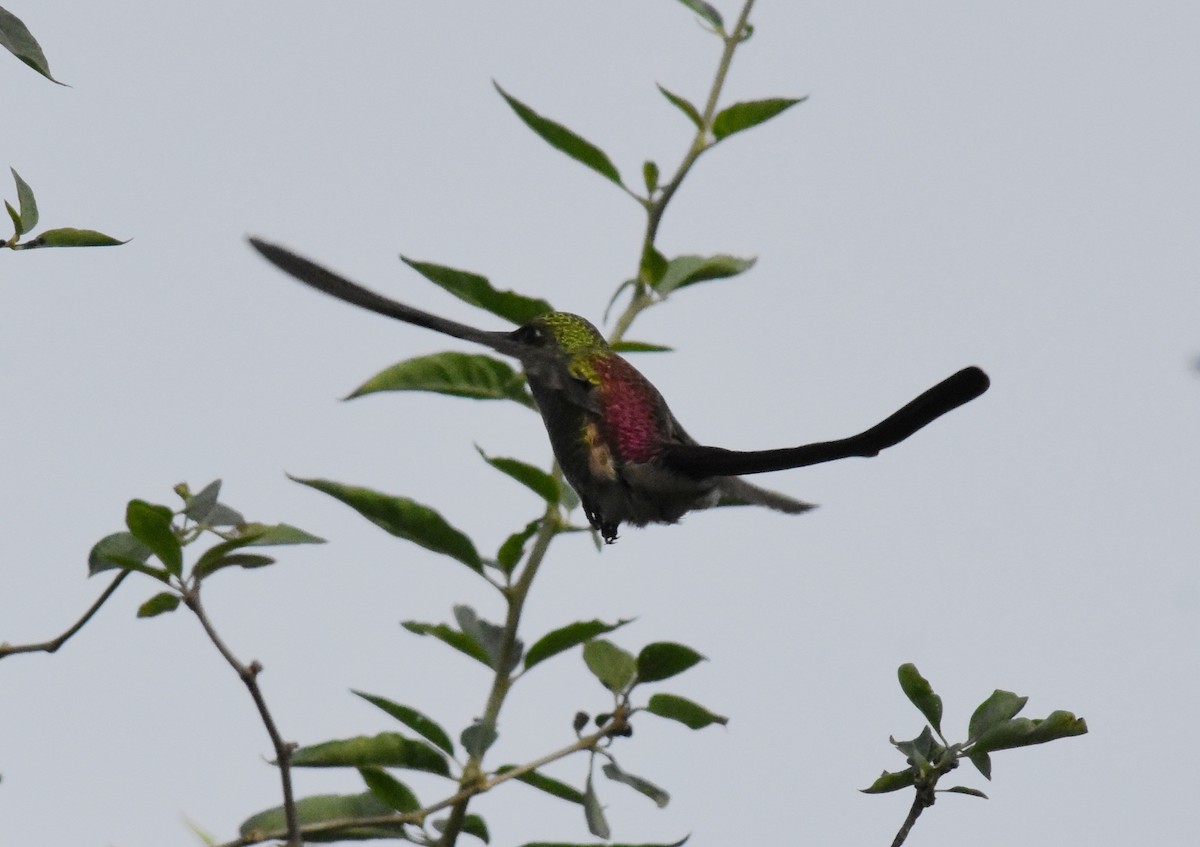 Red-tailed Comet - ML165210091