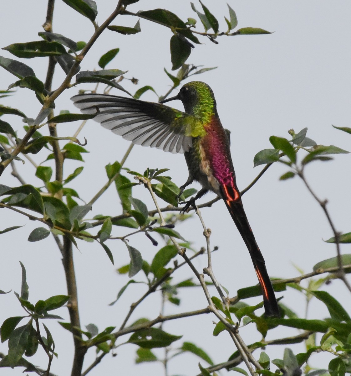 Red-tailed Comet - ML165210121