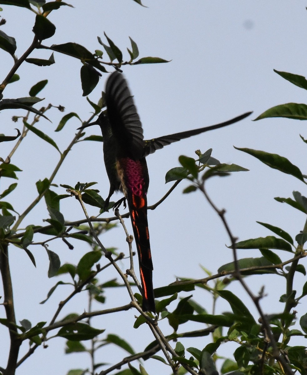 Red-tailed Comet - ML165210161