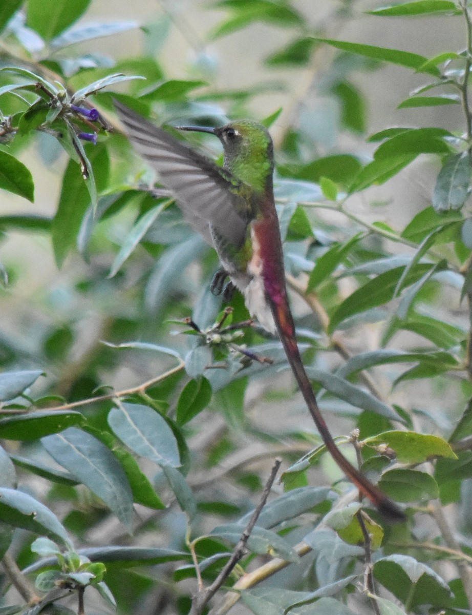 Red-tailed Comet - ML165210181
