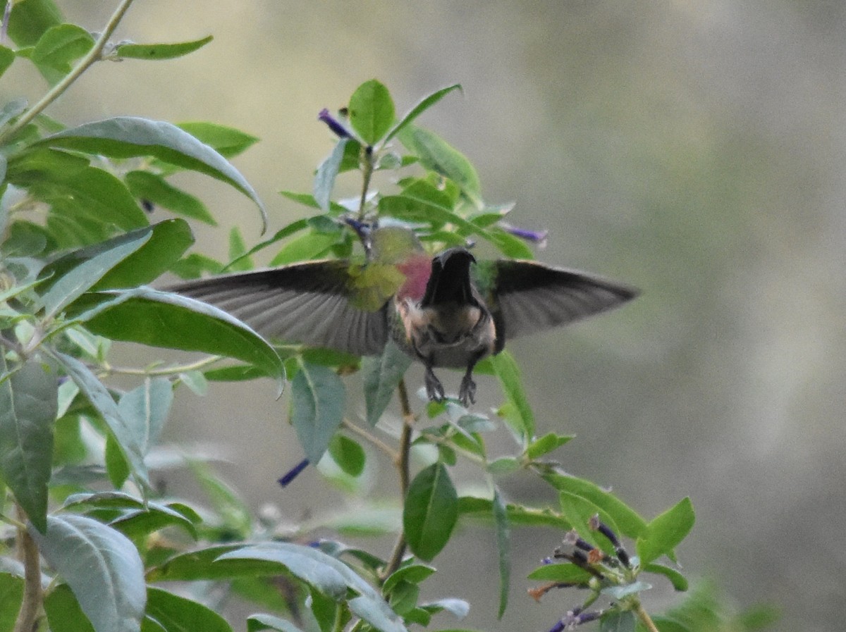 Red-tailed Comet - ML165210201