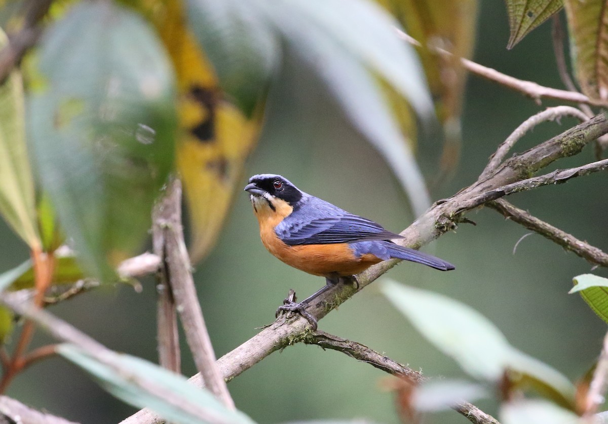 Chestnut-bellied Mountain Tanager - Ricardo Guerra